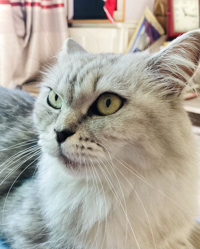 My cute cat 🐈