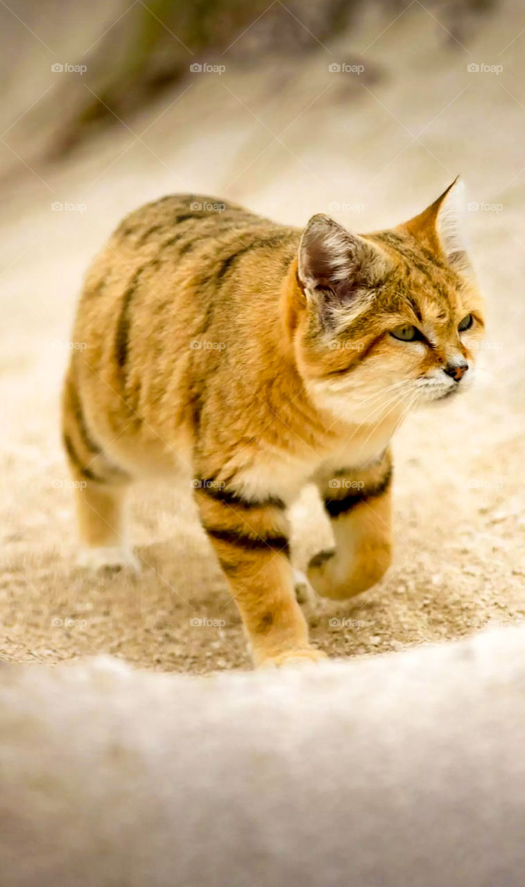 sand cat