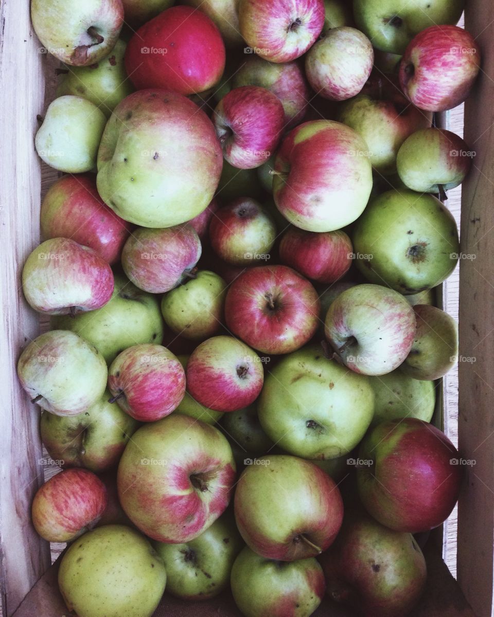 Large quantity of apples