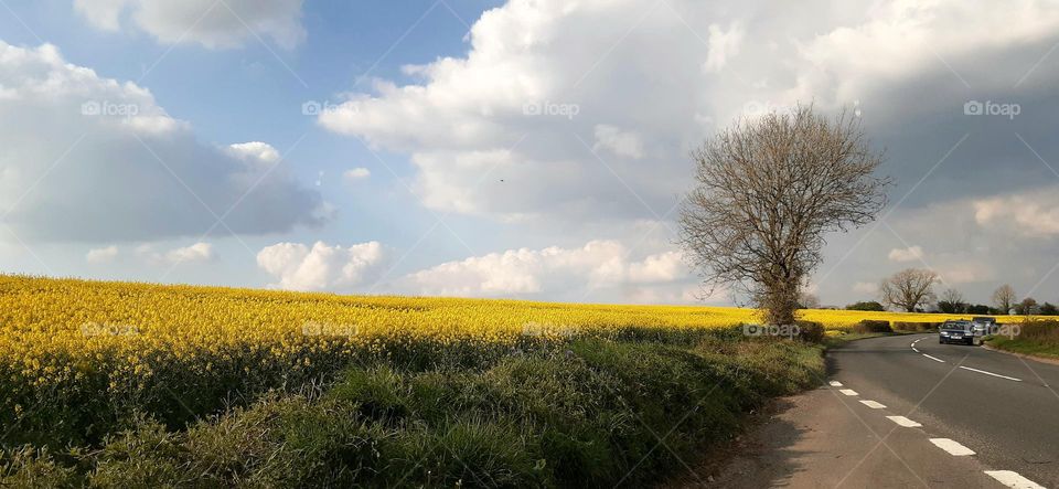 rape-seed field in full bloom