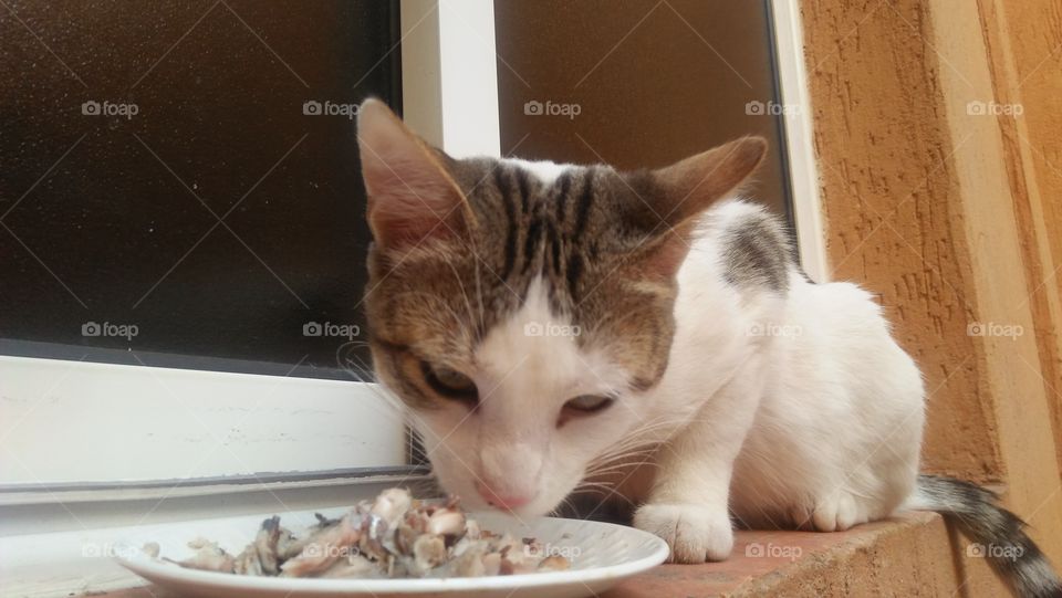 A cat eats his favorite fish meal.