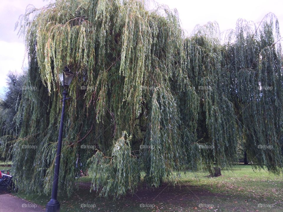 Waving willow 