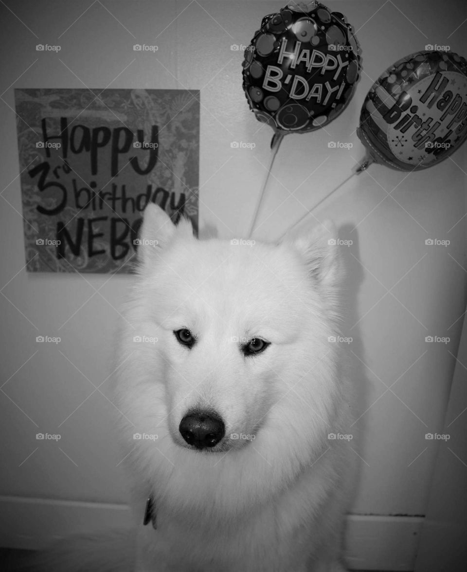 dog birthday