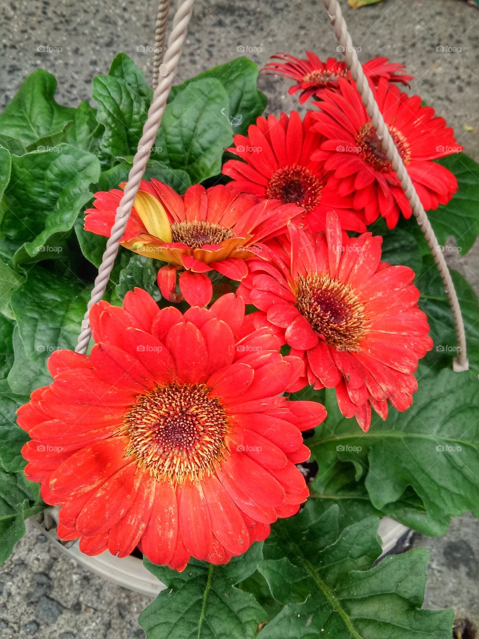Beautiful flower blossoms of barberton daisy with red petals outside the flower shop.