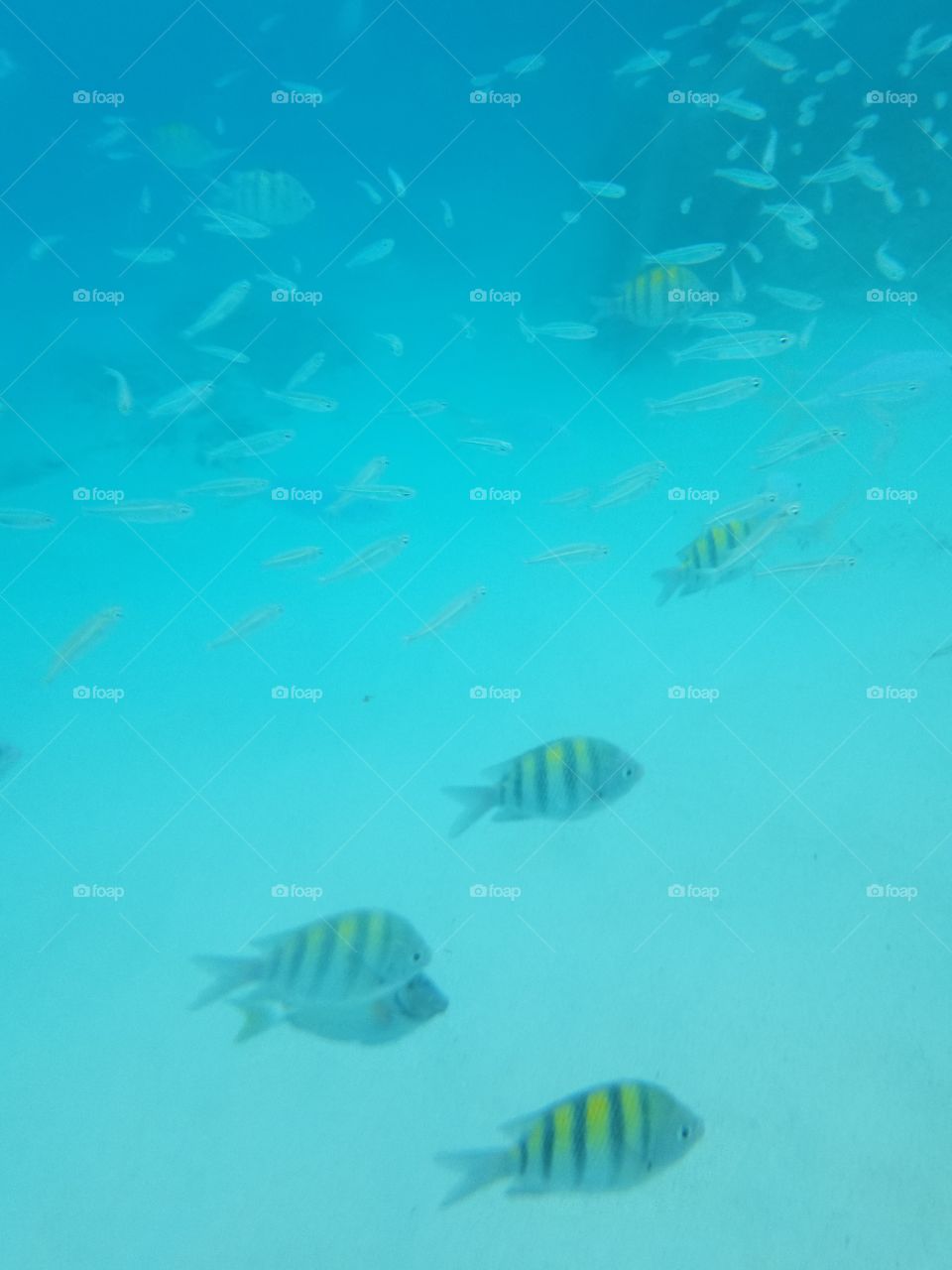 The fish in St Thomas island.