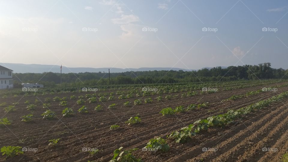 Agriculture, Cropland, Farm, No Person, Crop
