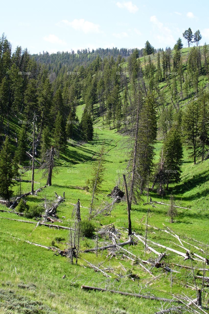 Pine trees in a mountain valley at Yellowstone national park