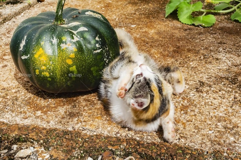 Kitten Beside Pumpkin