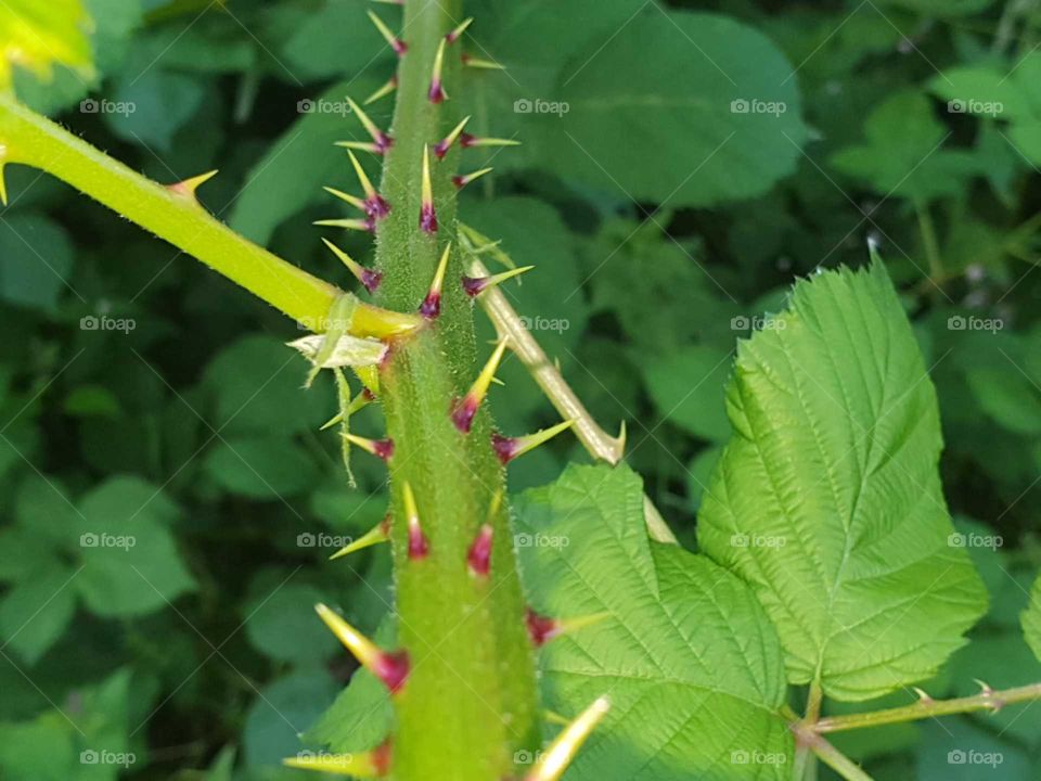 Blackberry bush is known as a fast-growing, proliferating fruit plant with sharp thorns. Nature - Wildlife.
