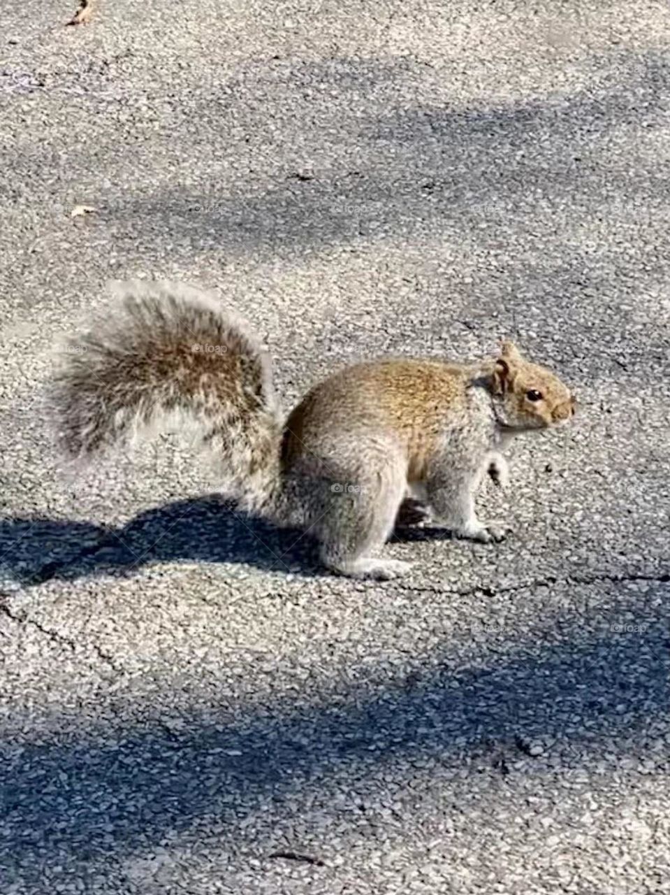Squirrel
