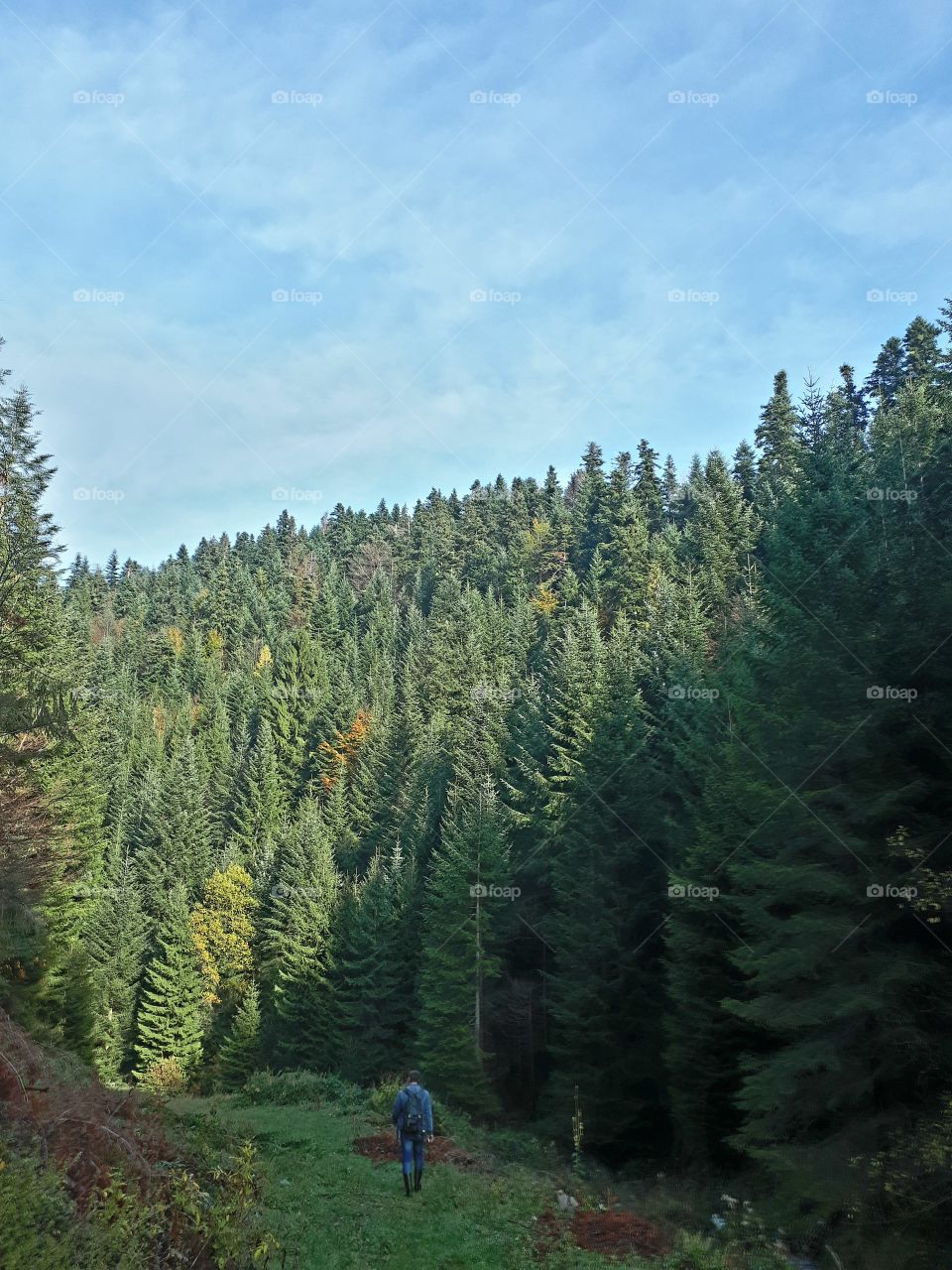 walk through the forest