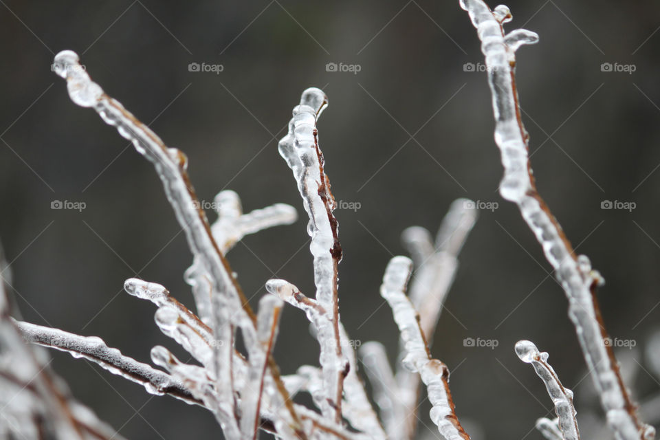 Branches covered in Ice