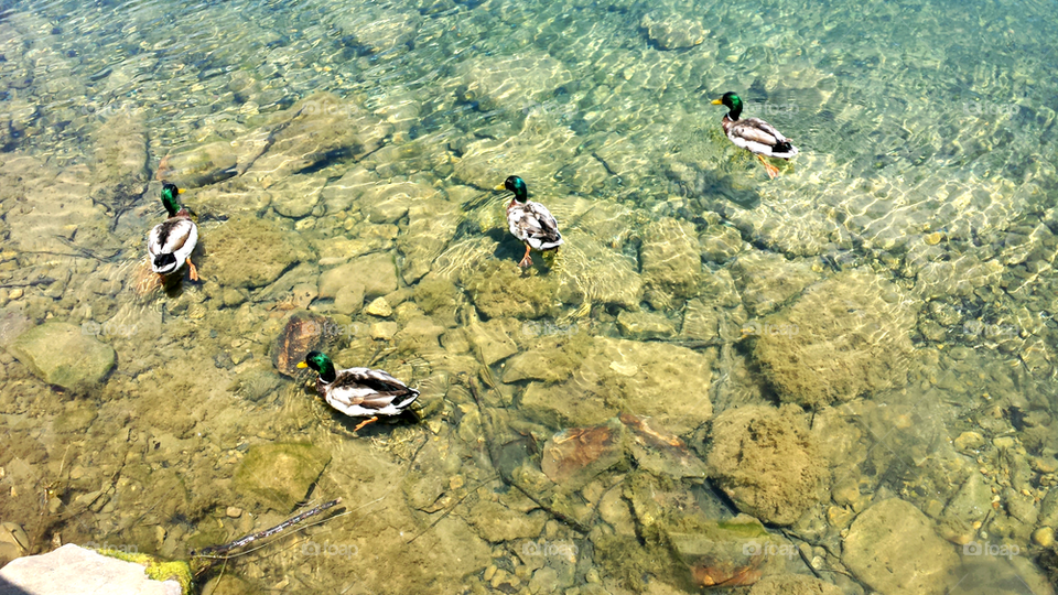 Clear for Ducks