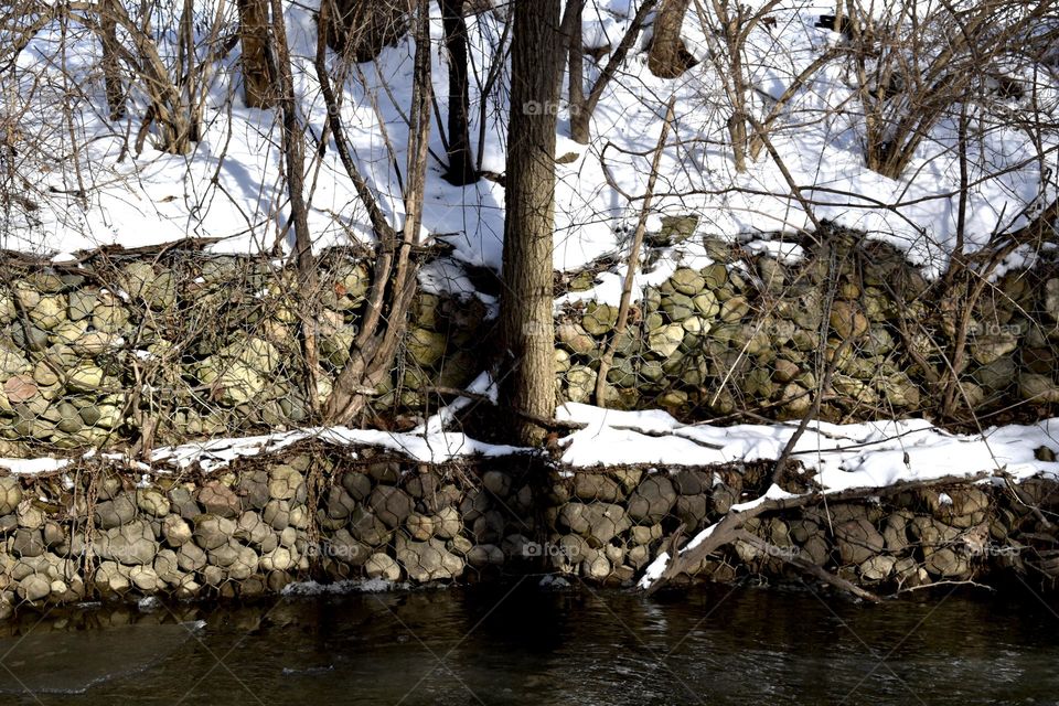 A tree growing in a rock wall overlooking an ice cold creek