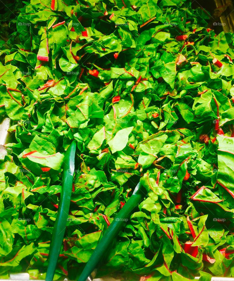 Elevated view of rhubarb leaves