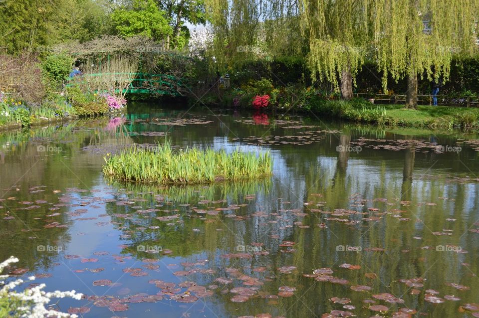 Pond by Monet