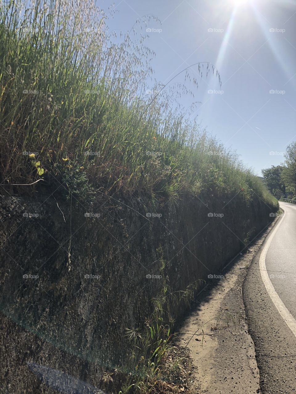 Concrete wall with green brome grass