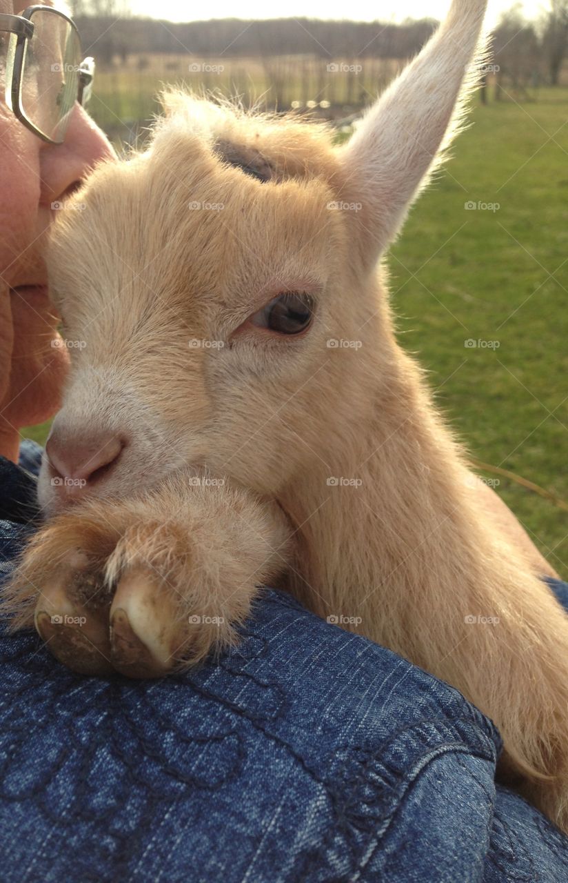 Miniature goats