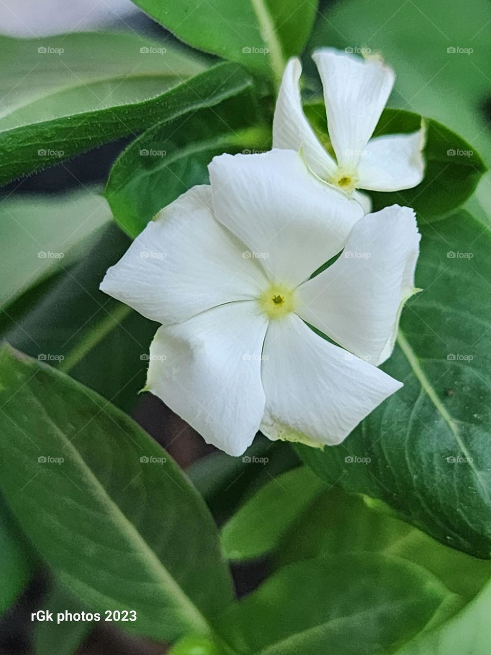 white vinca green center