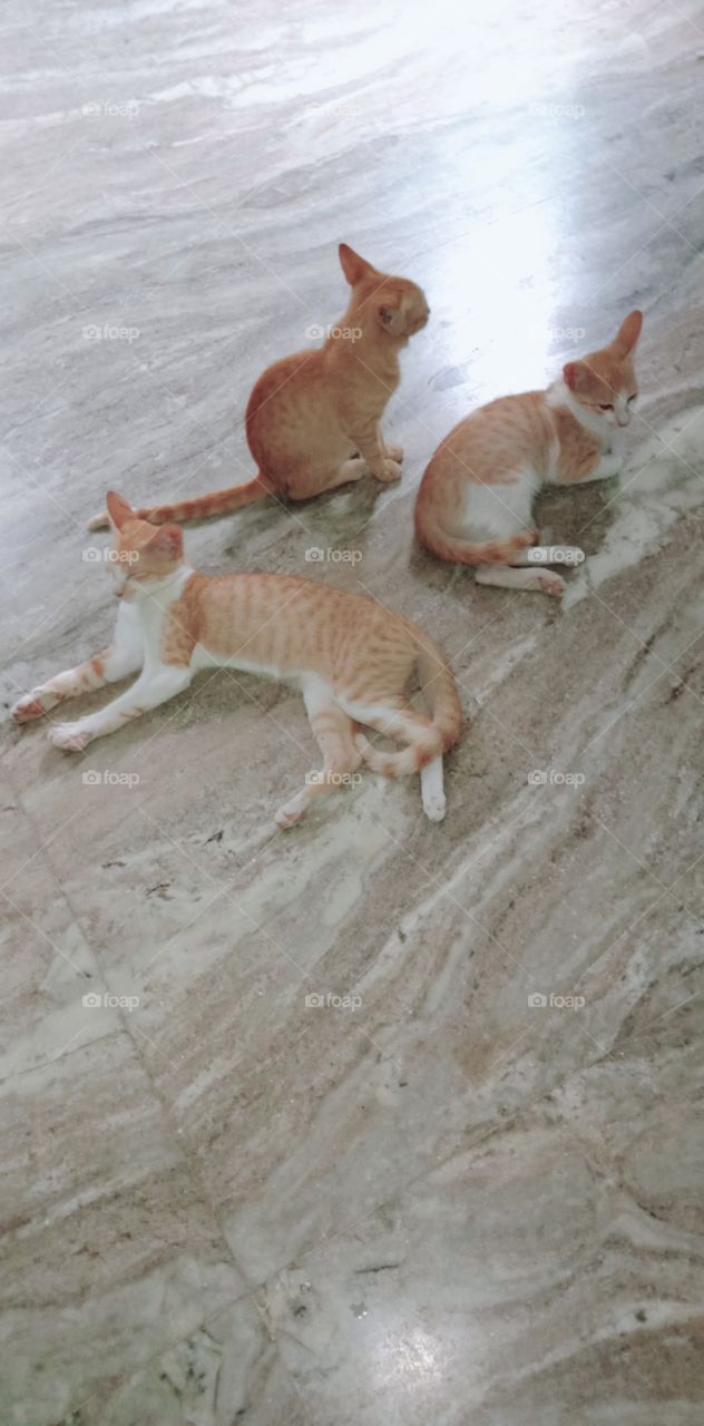 भारत के कैट