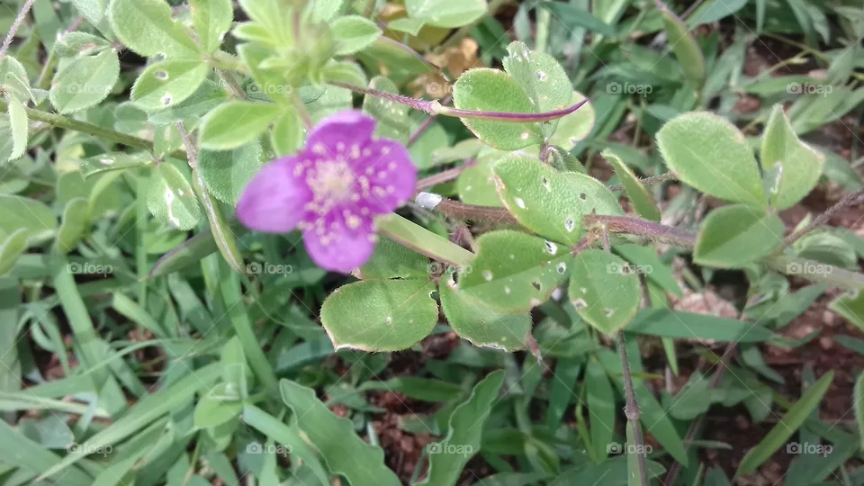 pink flowers