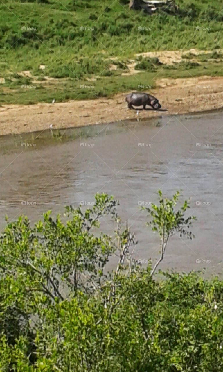 hippo, crocodile river 2