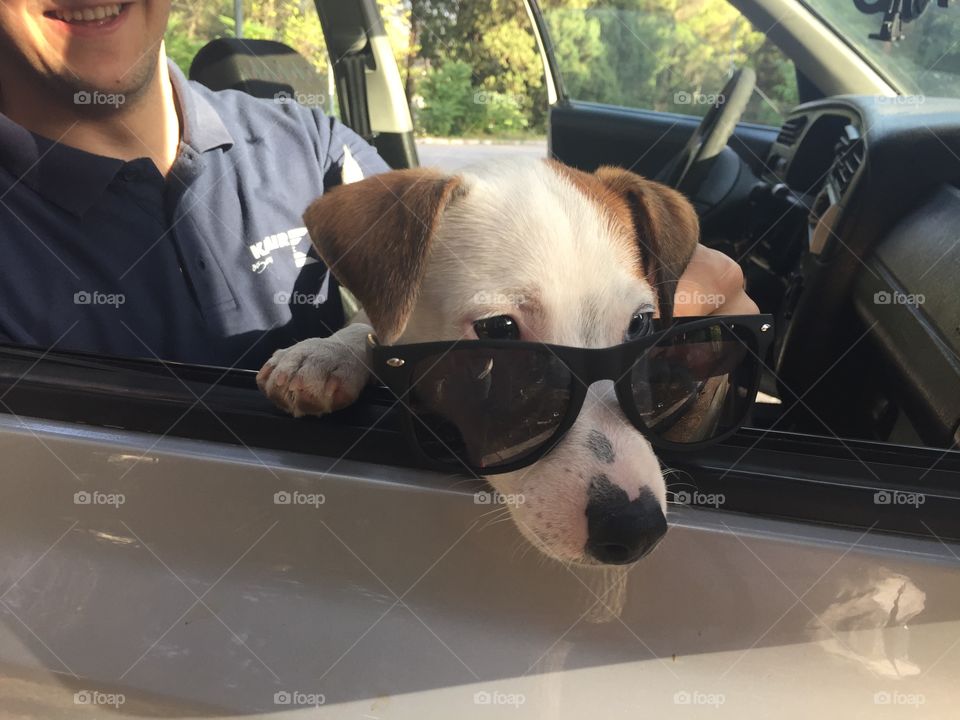 Milo and sunglasses