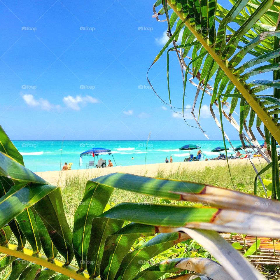 Tropical, Summer, Beach, Nature, Palm