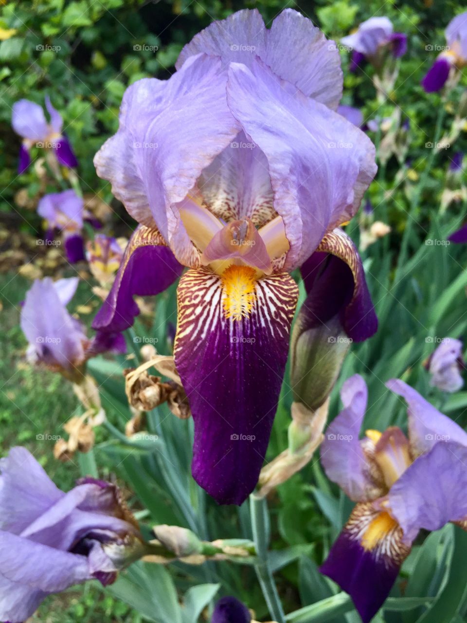 Iris