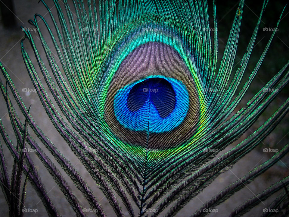 Vibrant close-up of peacock feather.