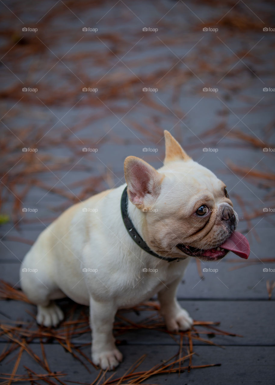 Little frenchie and her best buddy, the bull terrier, getting into plenty of trouble. 