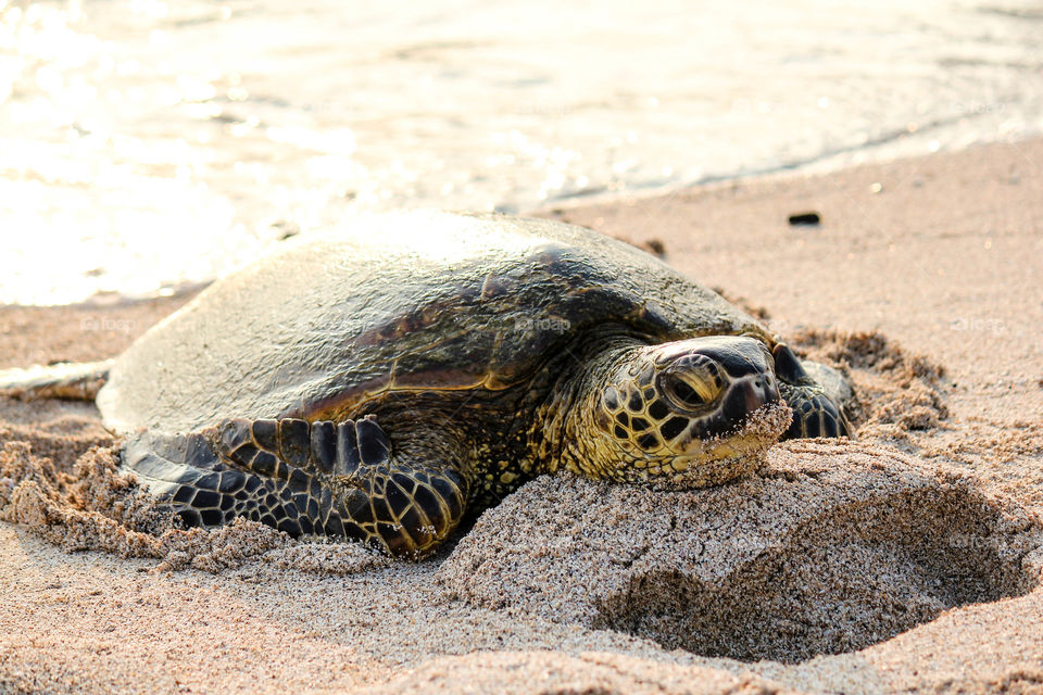 Close-up of sea turtle at beach