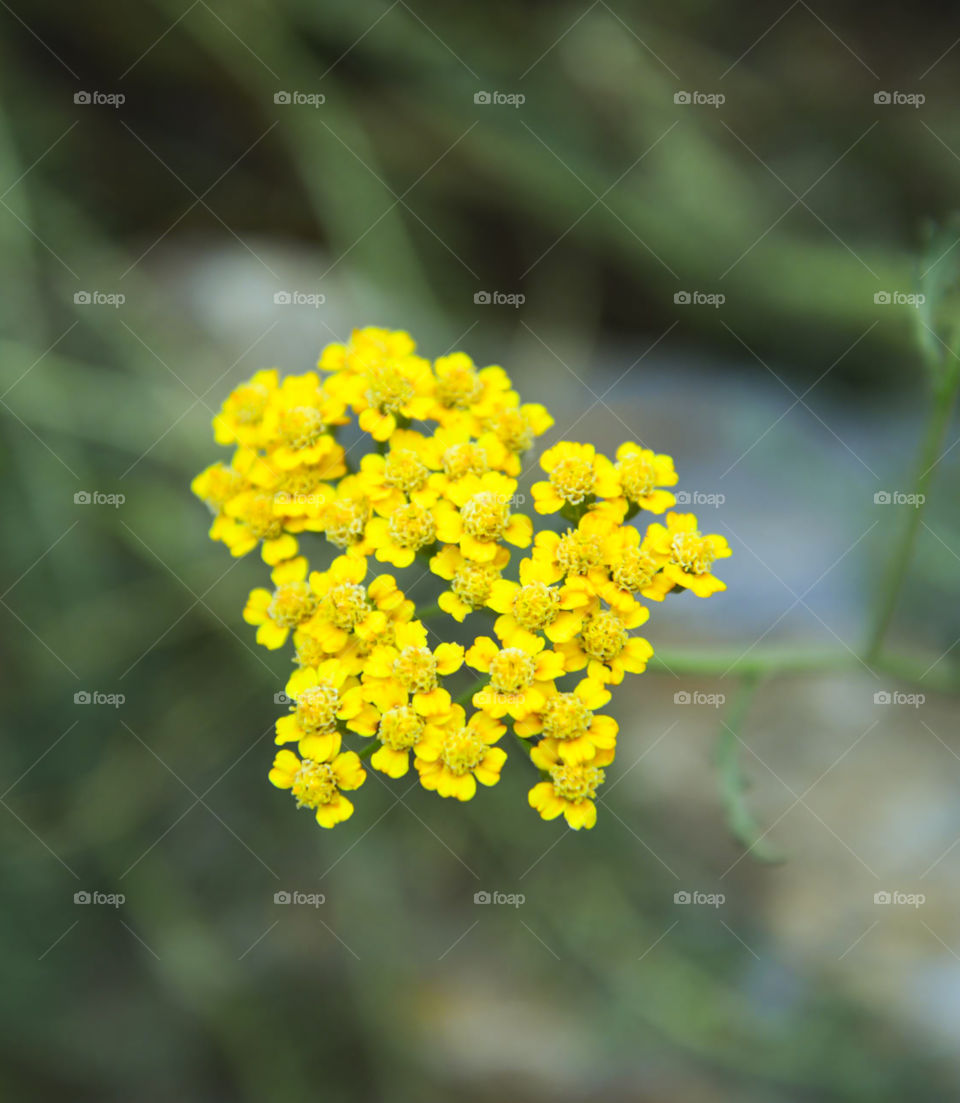 yellow flowers. delicate yellow flowers