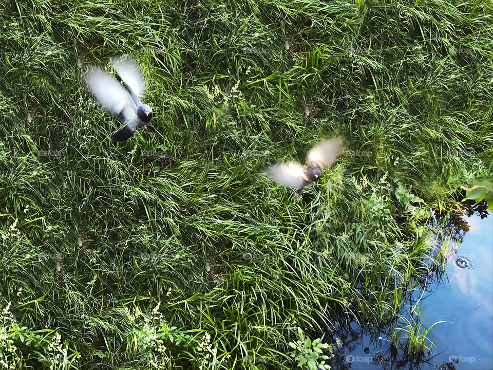 Two pigeons flying over the green grass at the lake with fish 