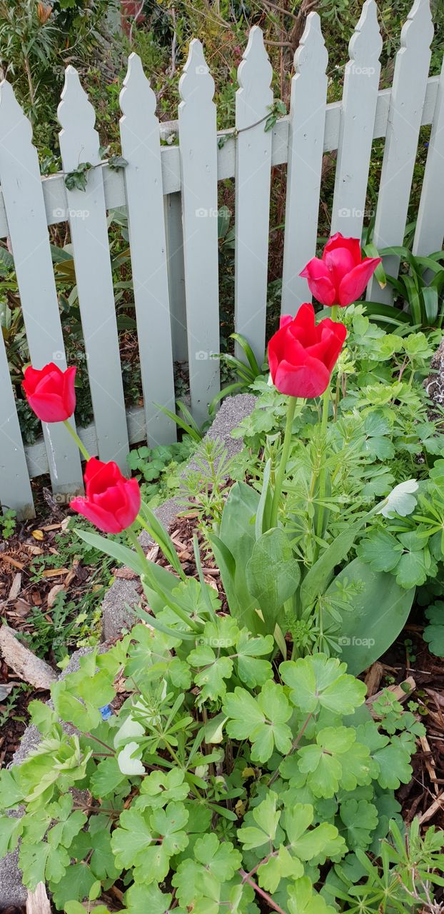 Red tulips
