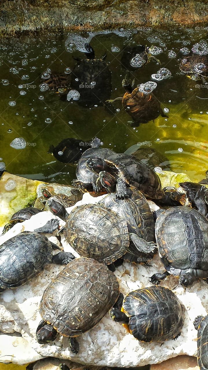 Group of turtles on rock