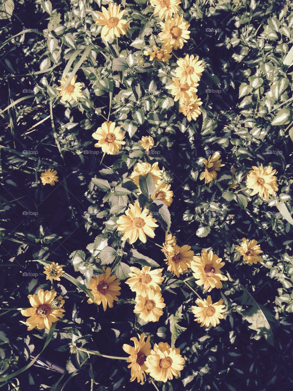 Yellow flowers