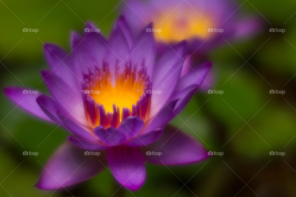 Water Lily Beautiful Purple Yellow Orange Green