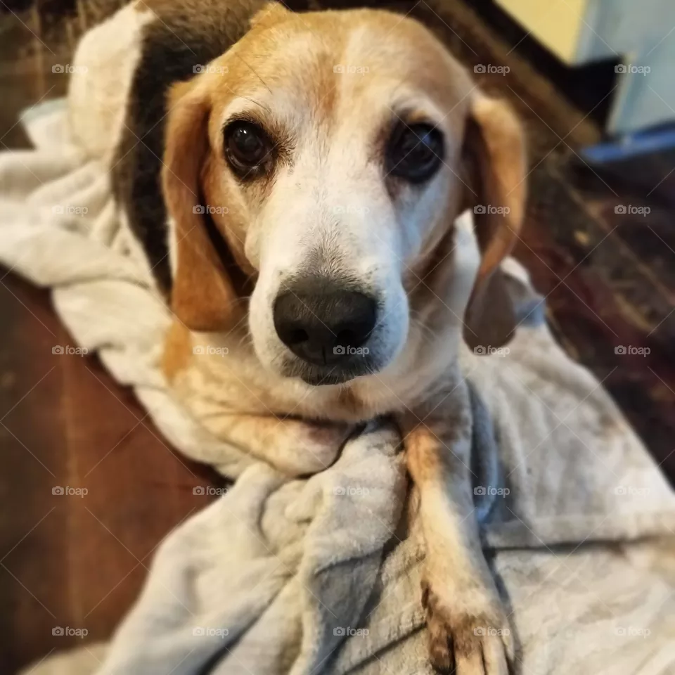 clean dog