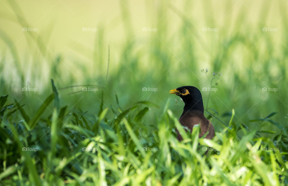 common myna bird between grass