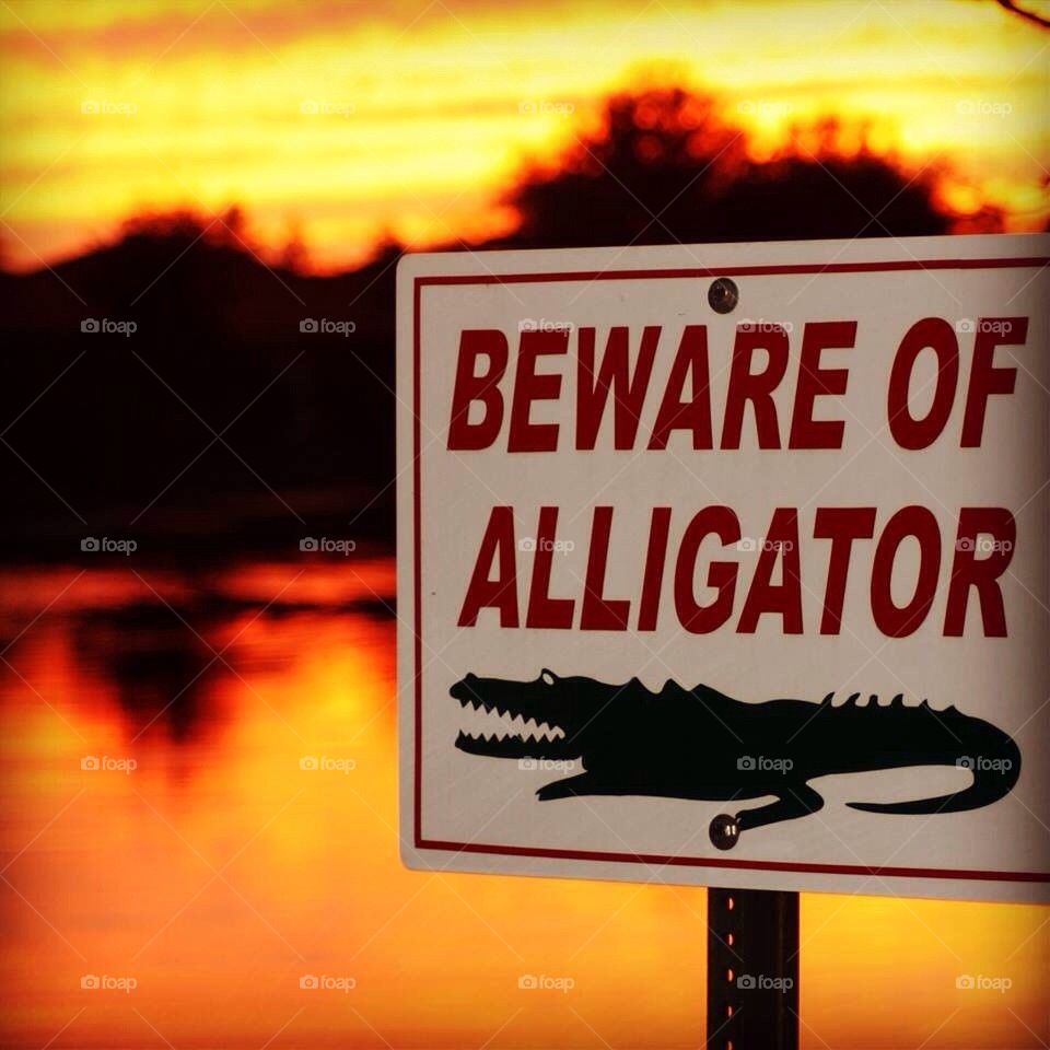 Beware of alligator 