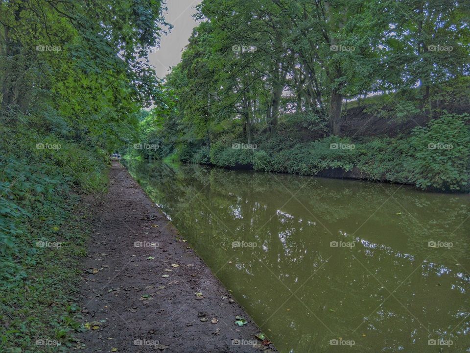 Landscape, Tree, Water, River, No Person