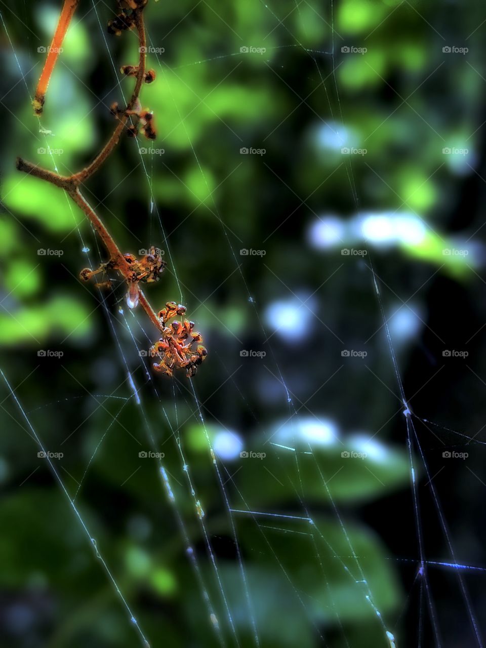 Web Capture