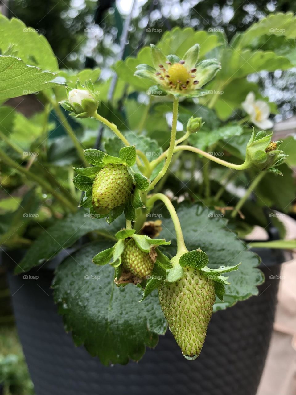 Strawberry plant growing in hanging basket 