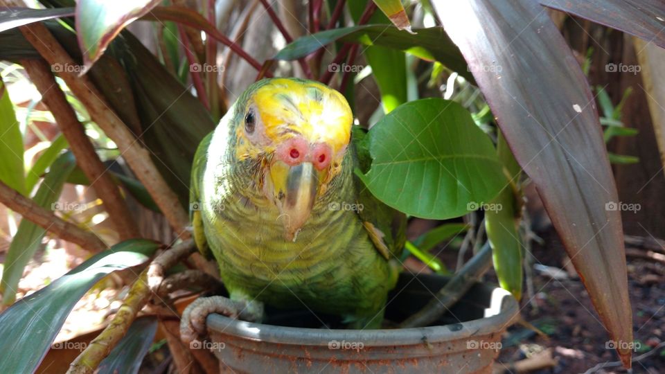 Parrot perching on potted plant