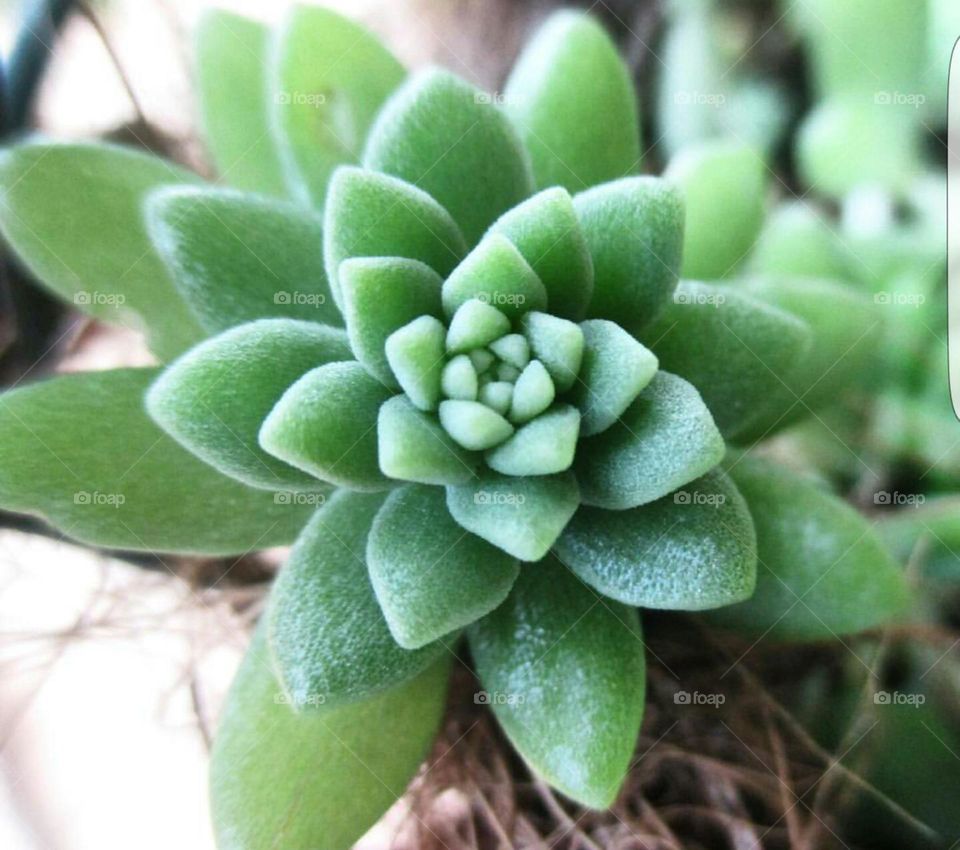 Sedum succulent