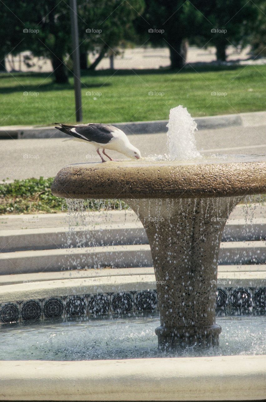 Lone pigeon drinks from water fountain 
