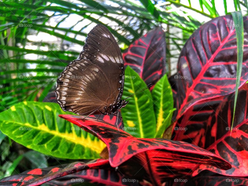 Butterfly on leaf