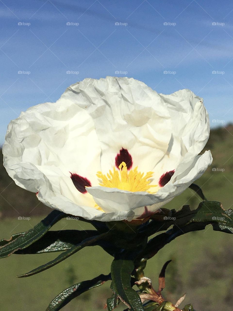 Cistea blooming flower