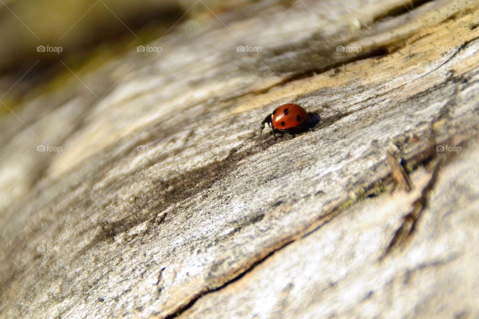 Ladybug